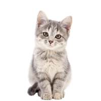 100cat