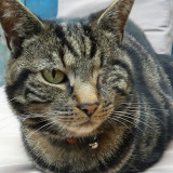 Pip