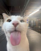 wilbursoot
