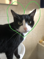 Torpiebanditty61500