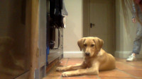 Charlie123412341234