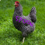owenthechicken