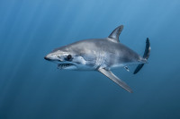 simesime334