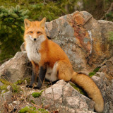 rotfuchs