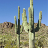 Elcactusmata19